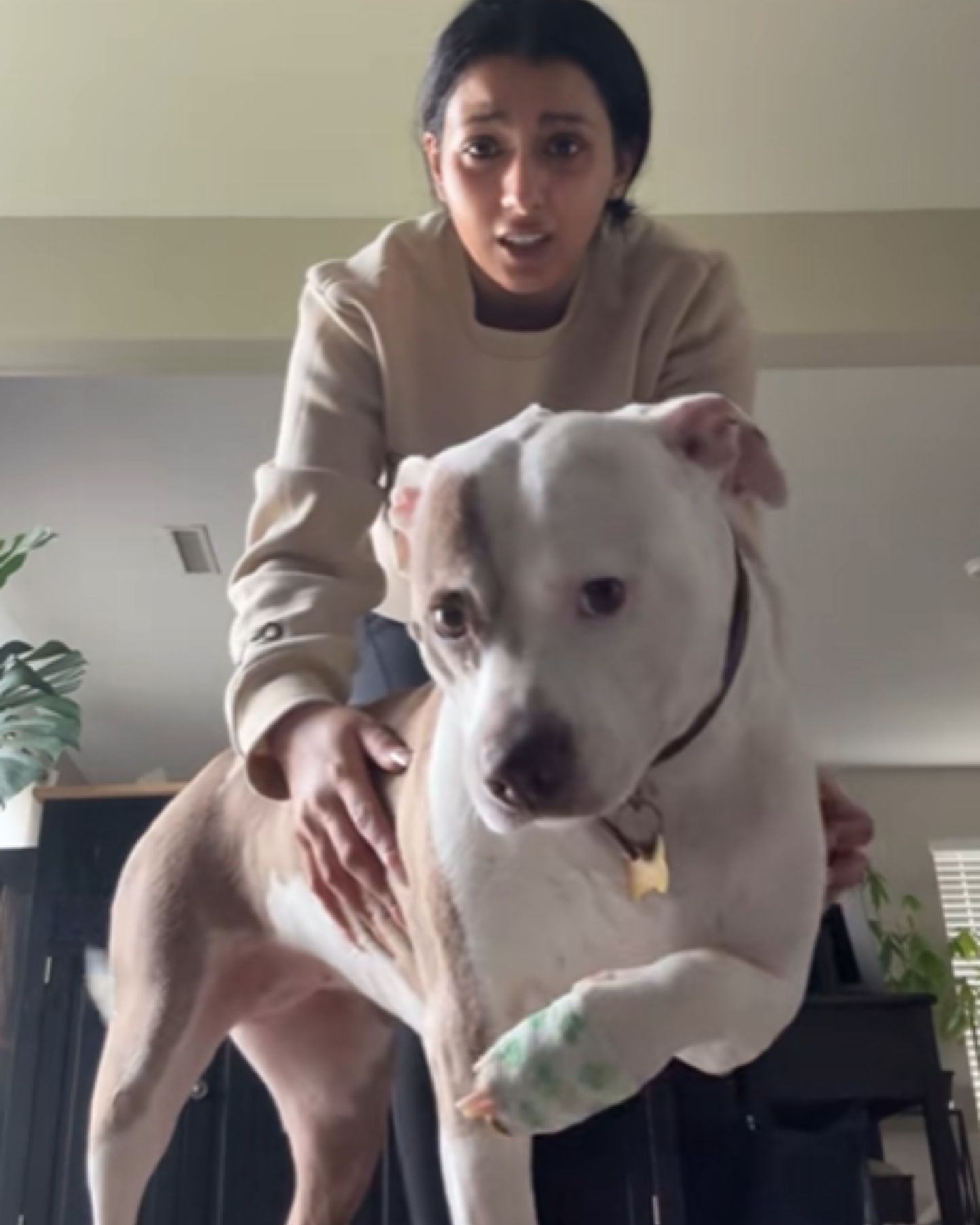 pit bull drama because of paw