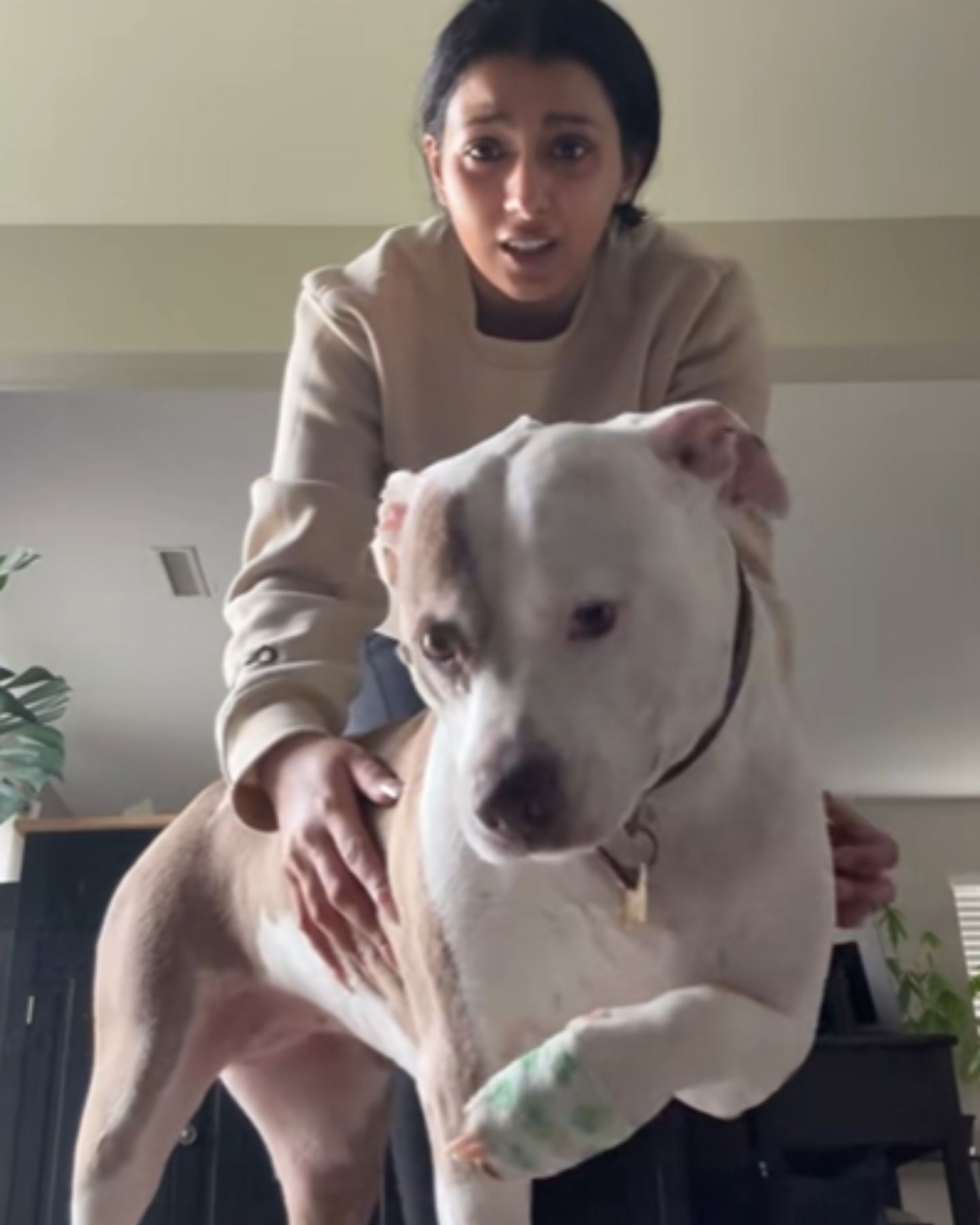 pit bull has a wrapped paw