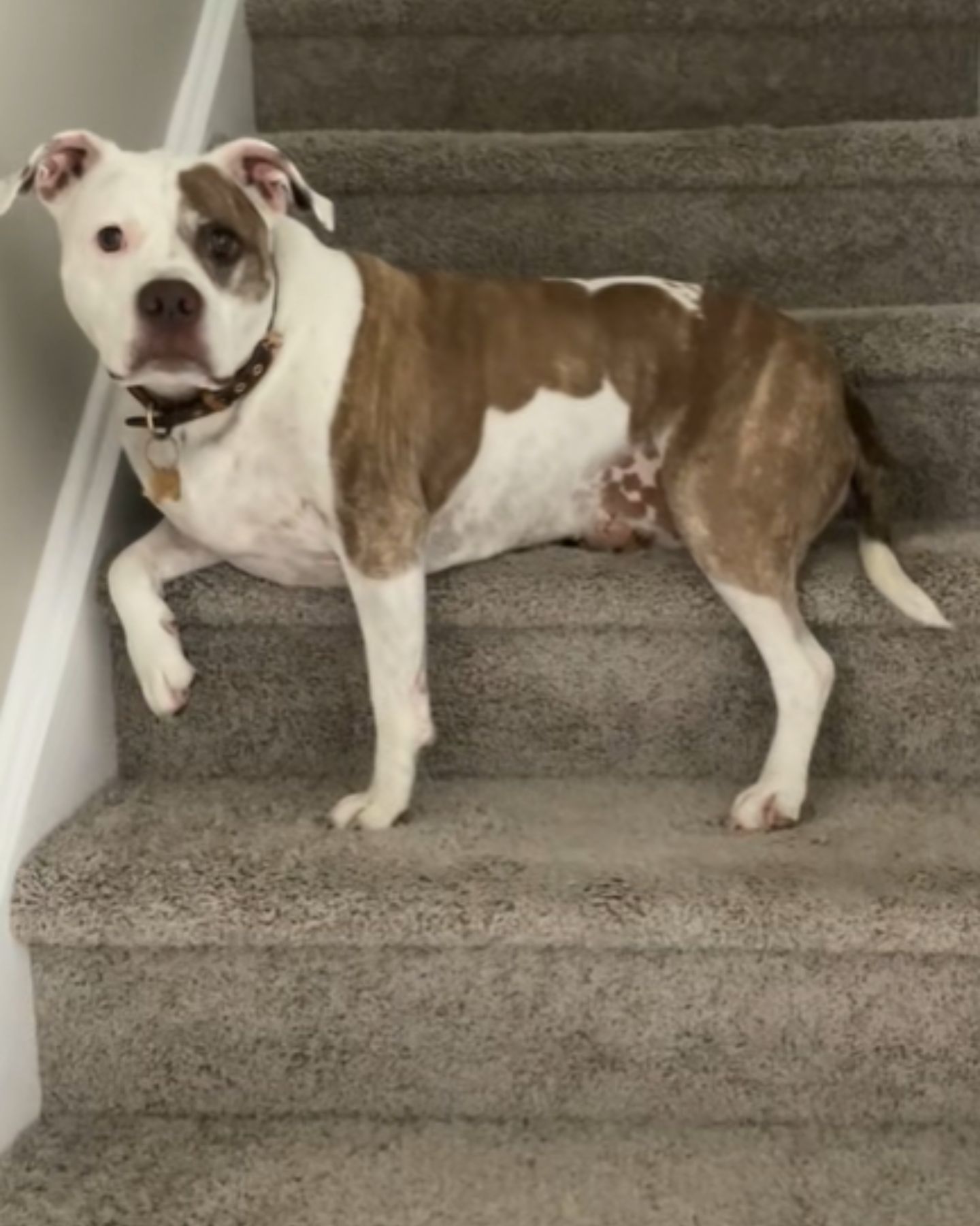 pit bull lying on the stairs