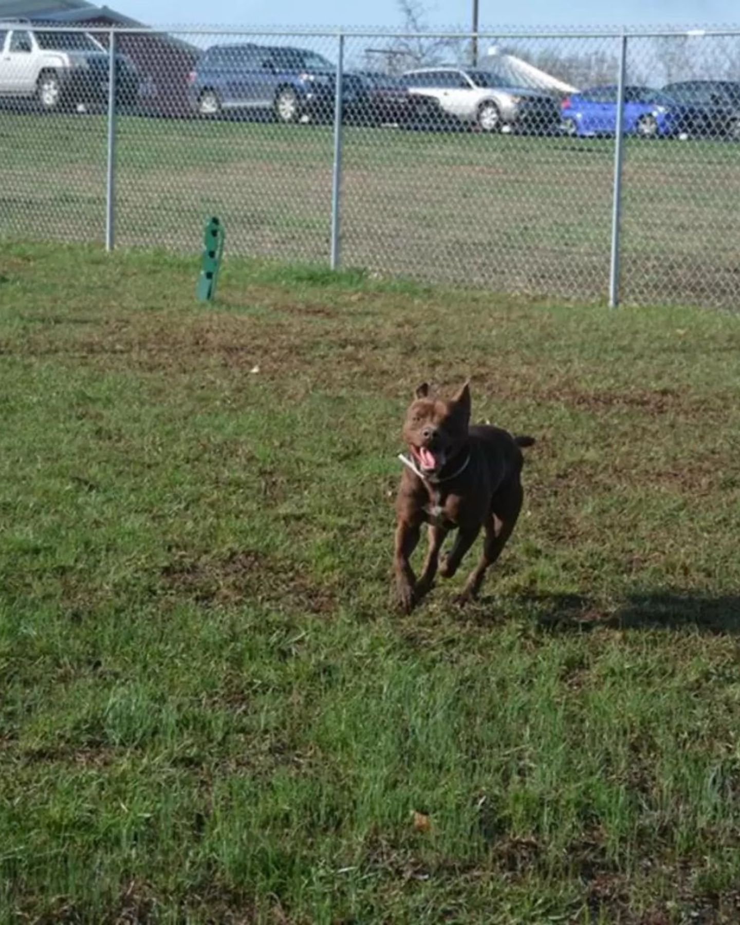 pit bull running on a lawn