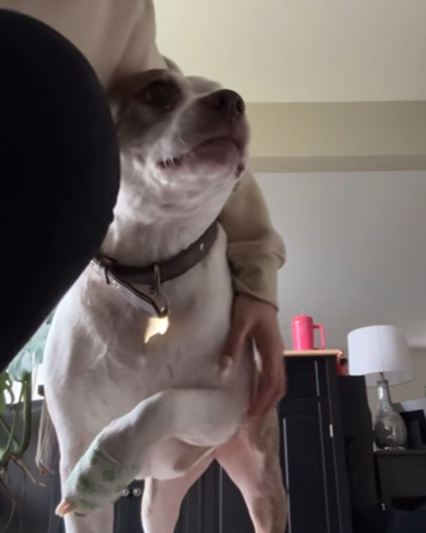 pit bull sad about paw