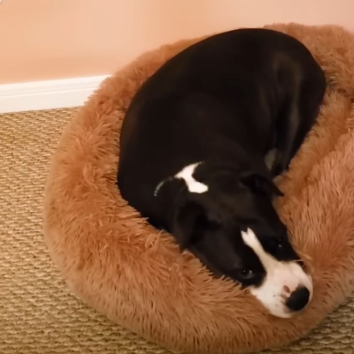 pit bull sleeping