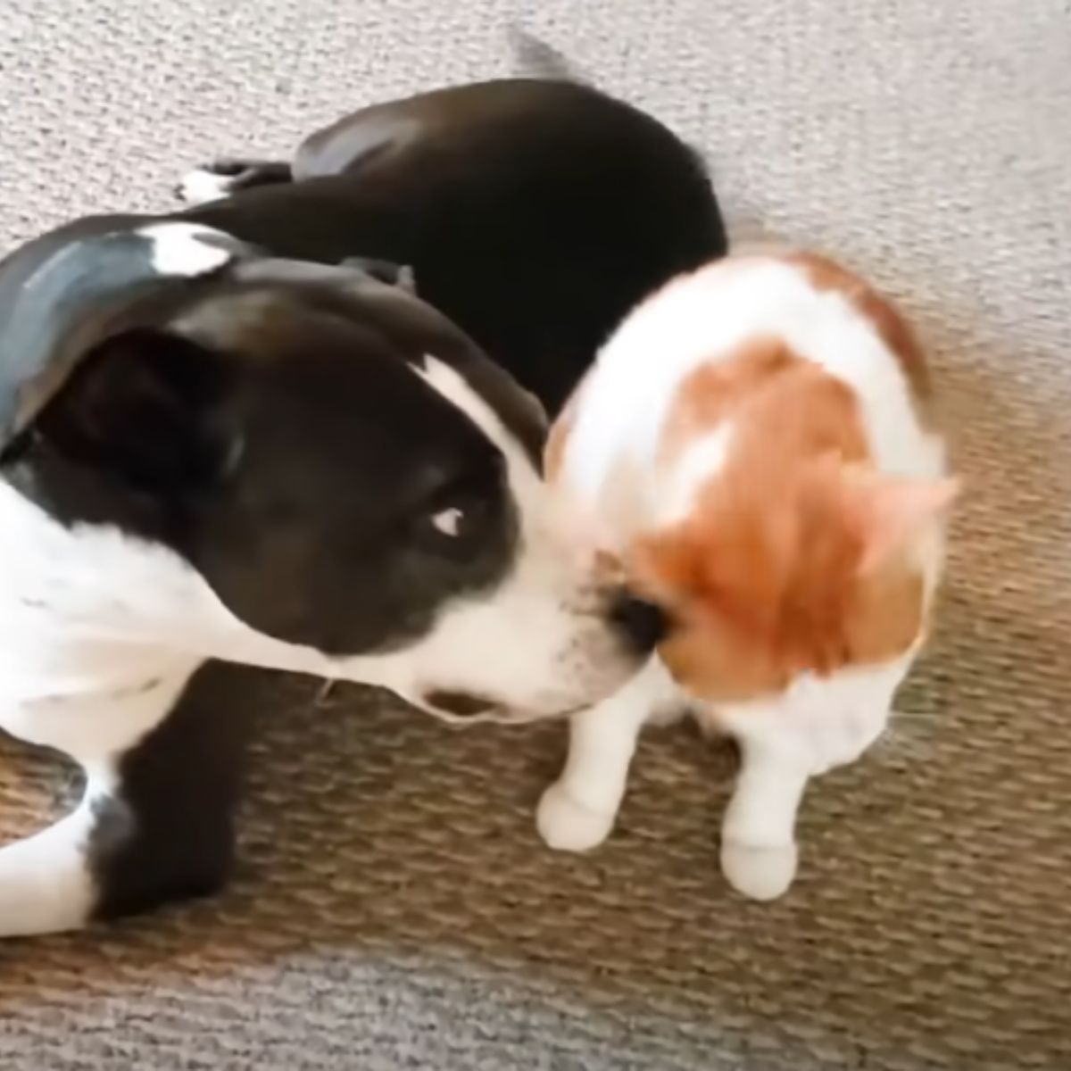 pit bull sniffing the cat