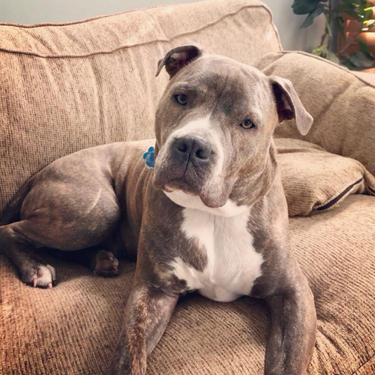 pitbull is lying on the sofa