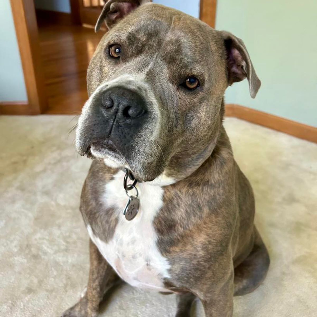 pitbull poses