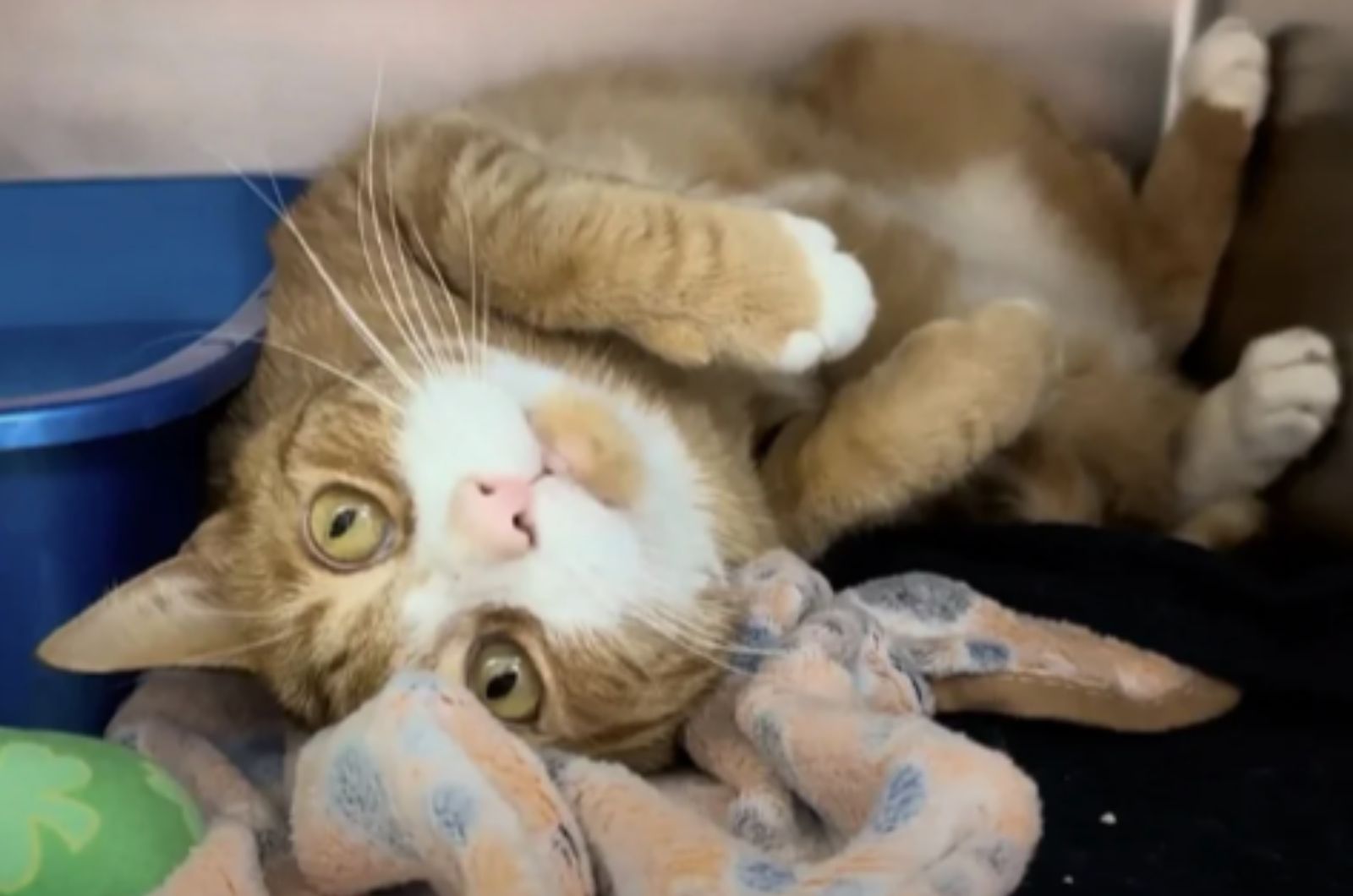 playful orange and white cat