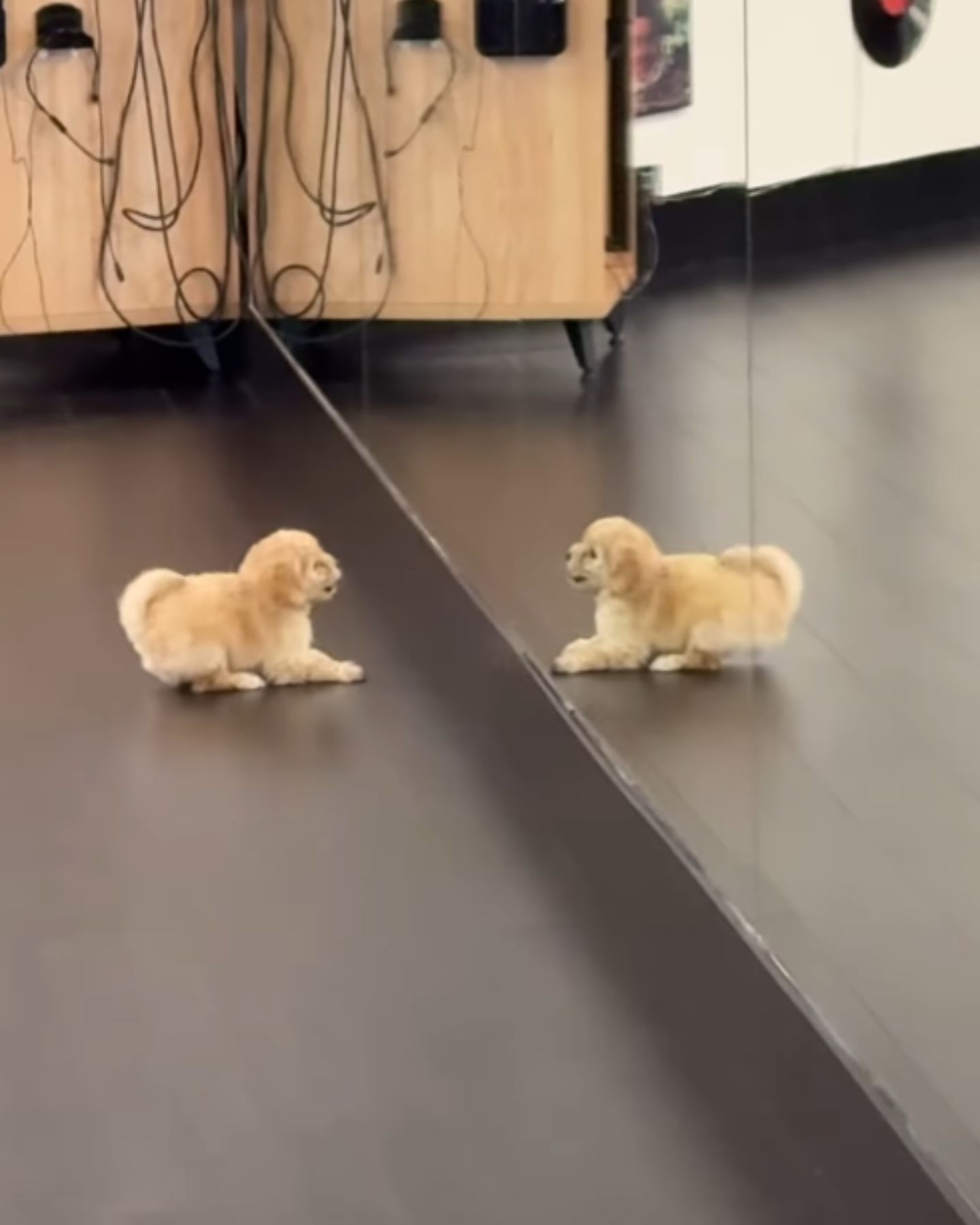 playful pup