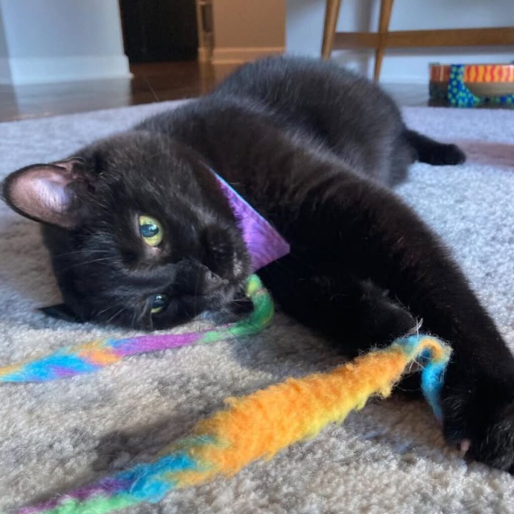 playful senior cat