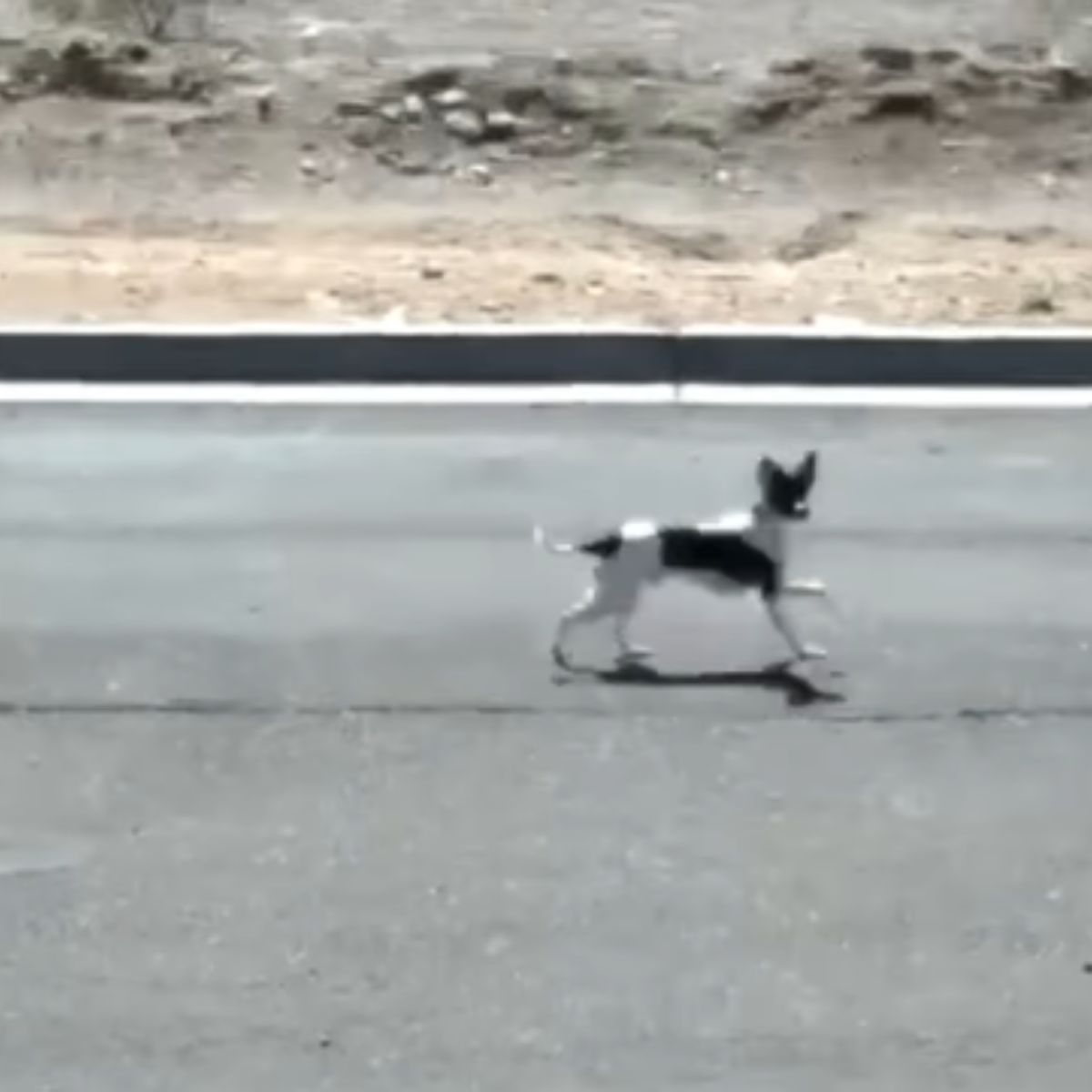 poor abandoned dog