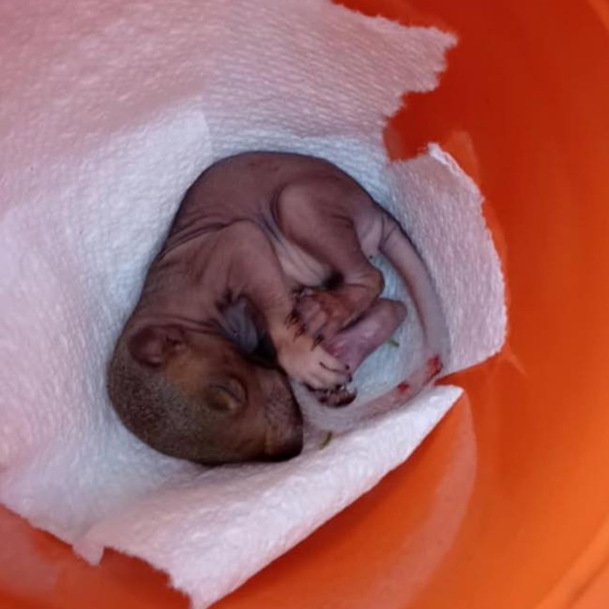poor baby squirrel