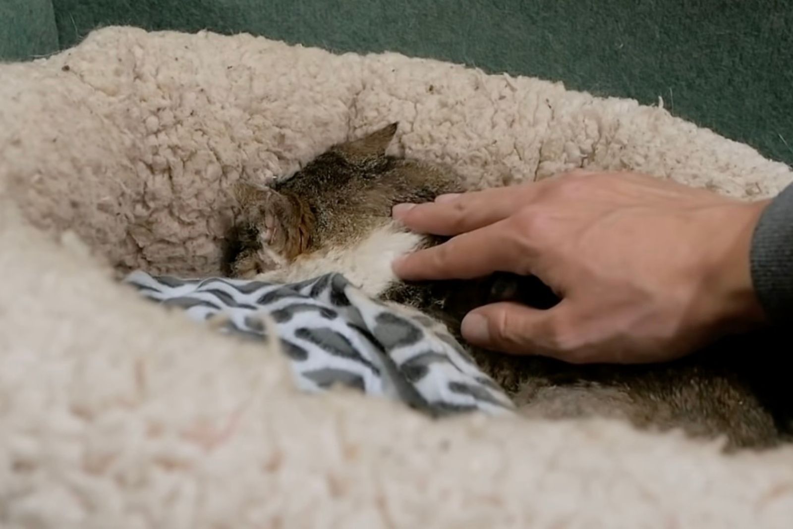 poor cat cuddles