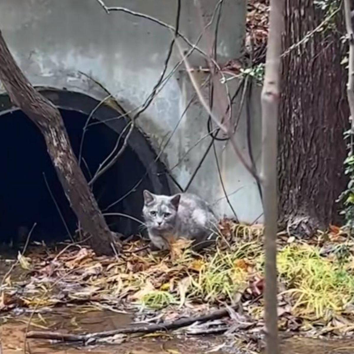 poor cat next to the pipe