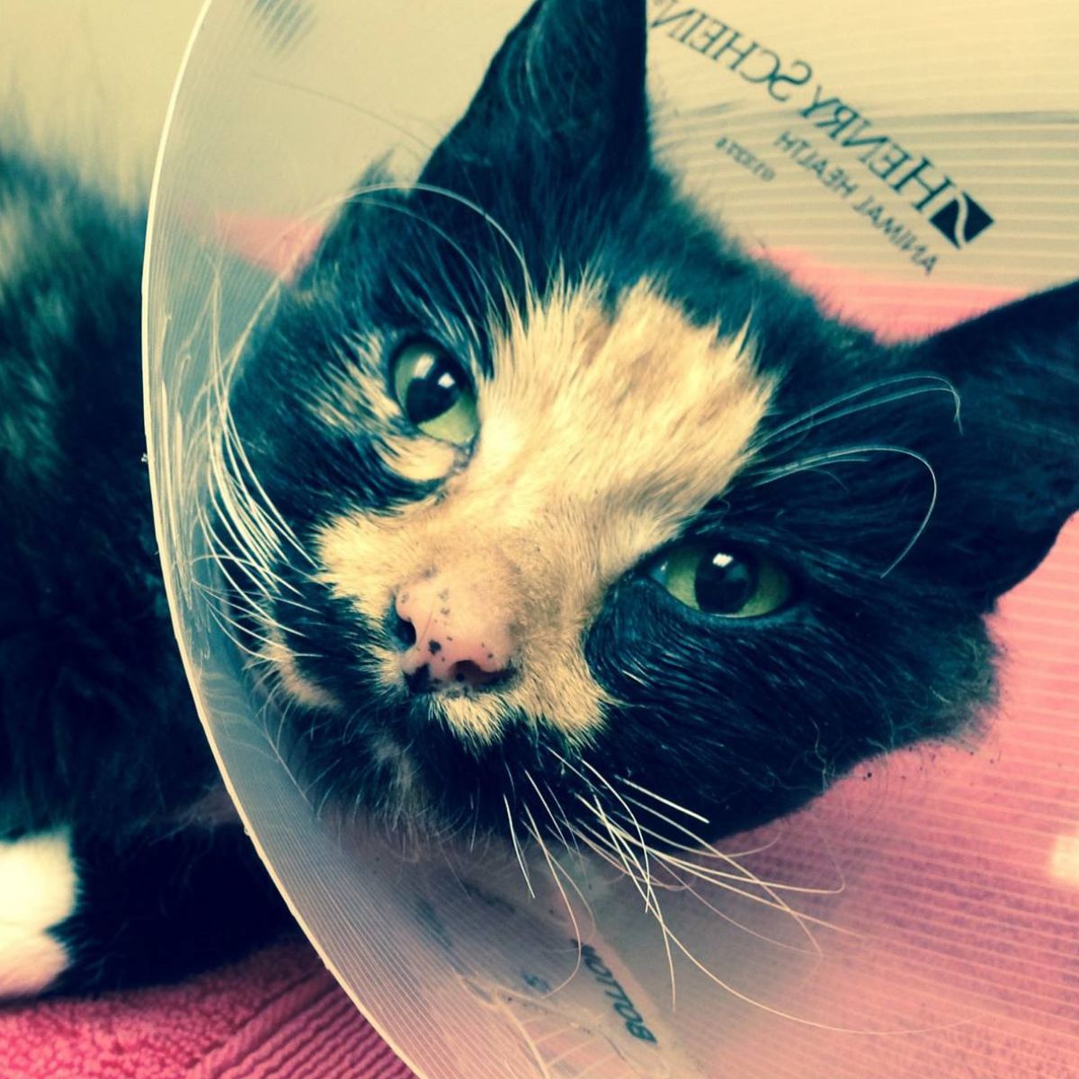 poor cat with collar