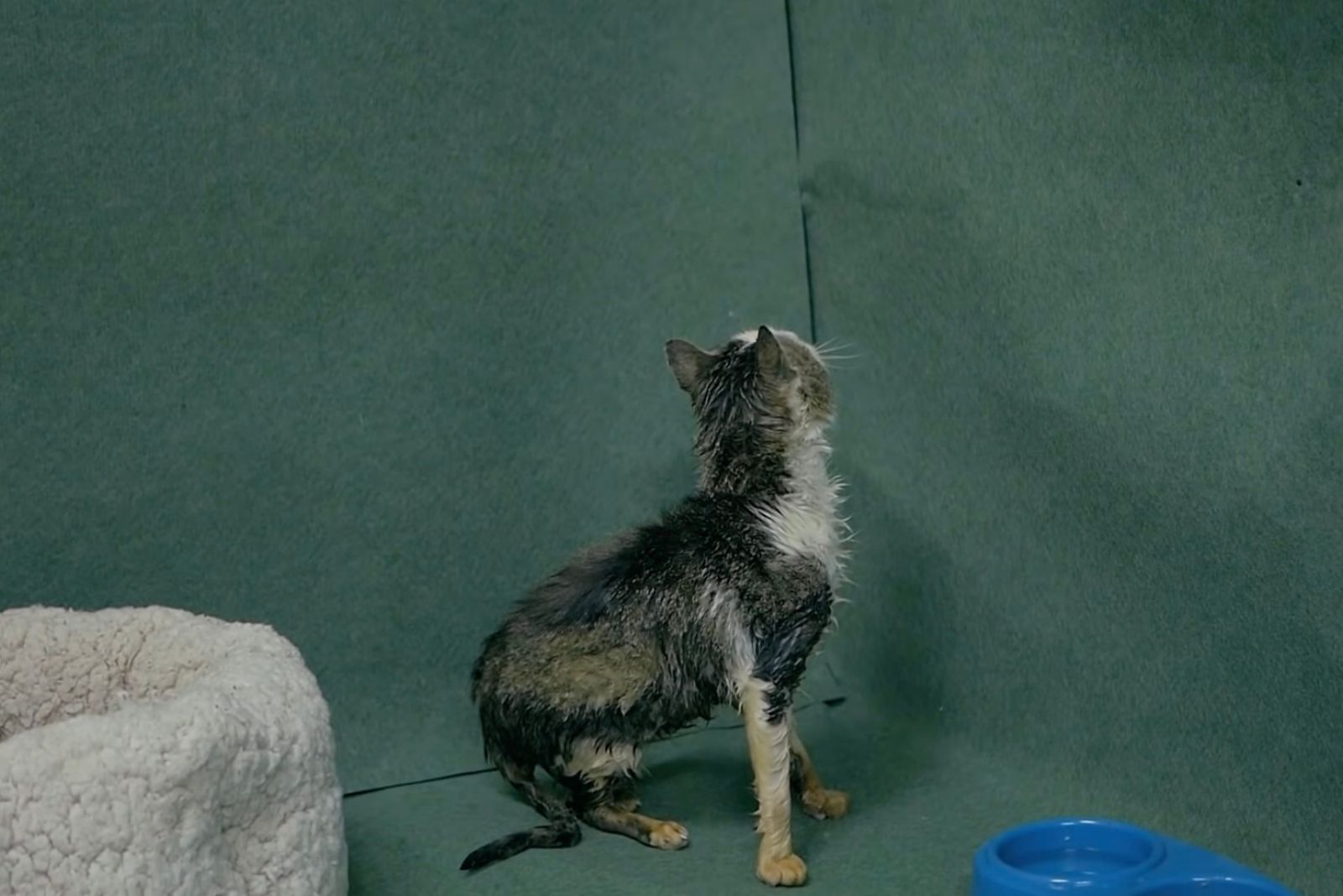 poor cat