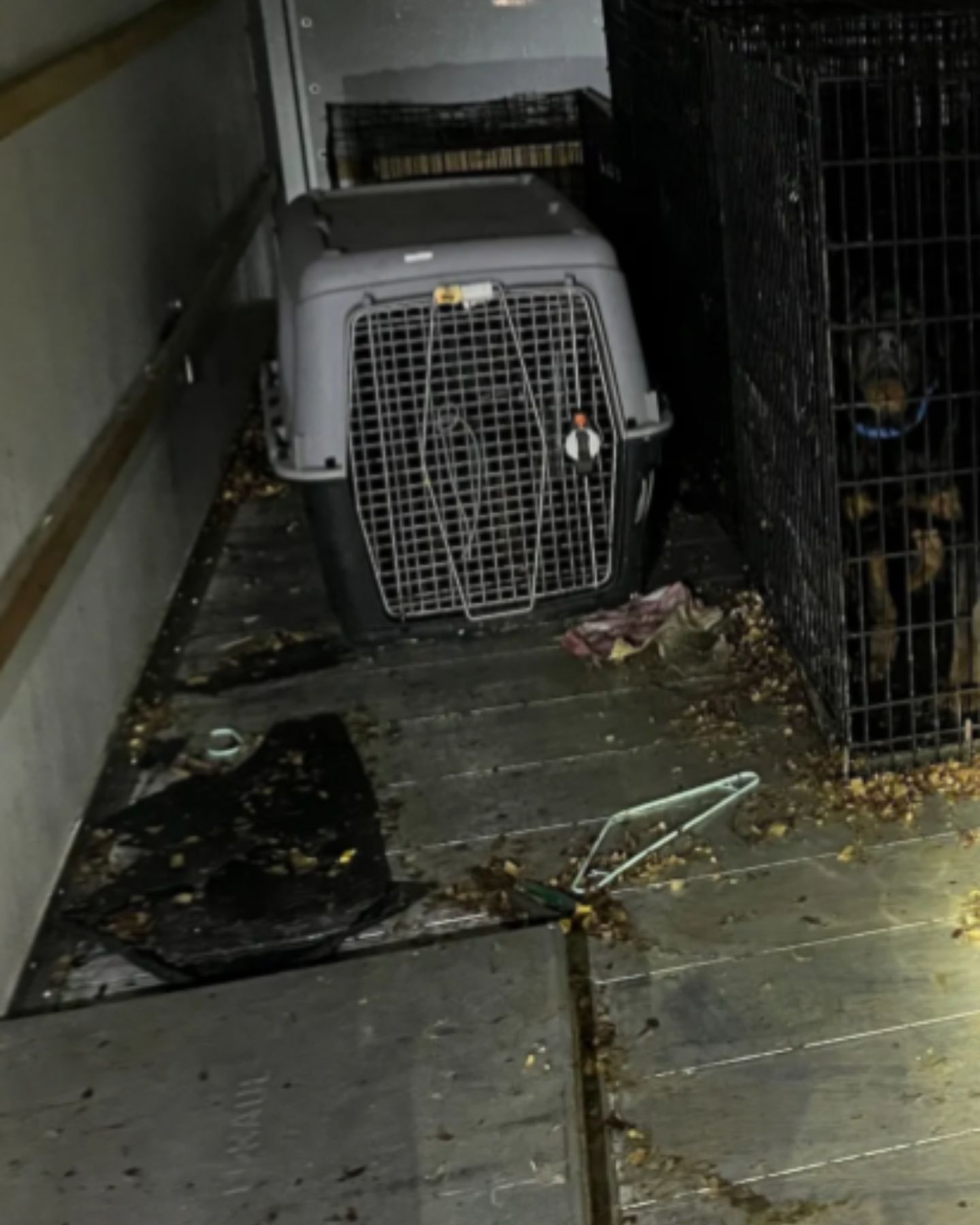 poor dog in a transporter in a truck
