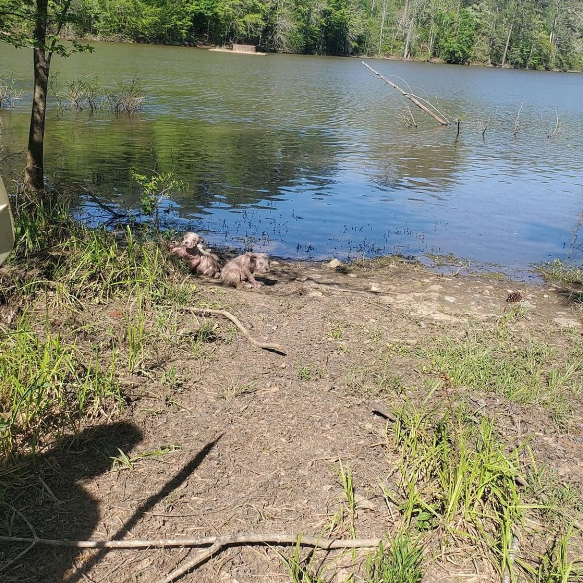 poor dogs by the water