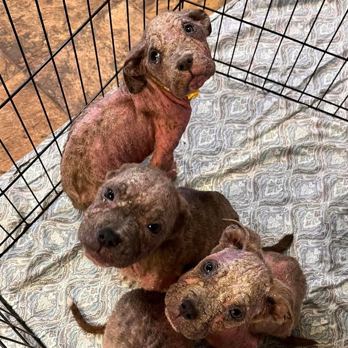 poor dogs in a cage saved