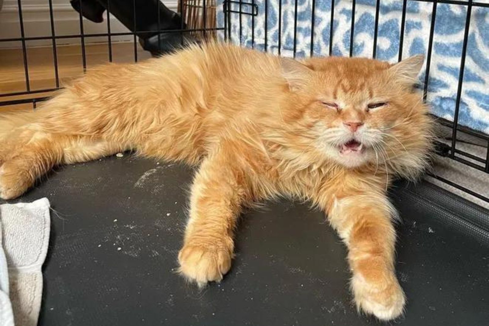 poor ginger cat meows