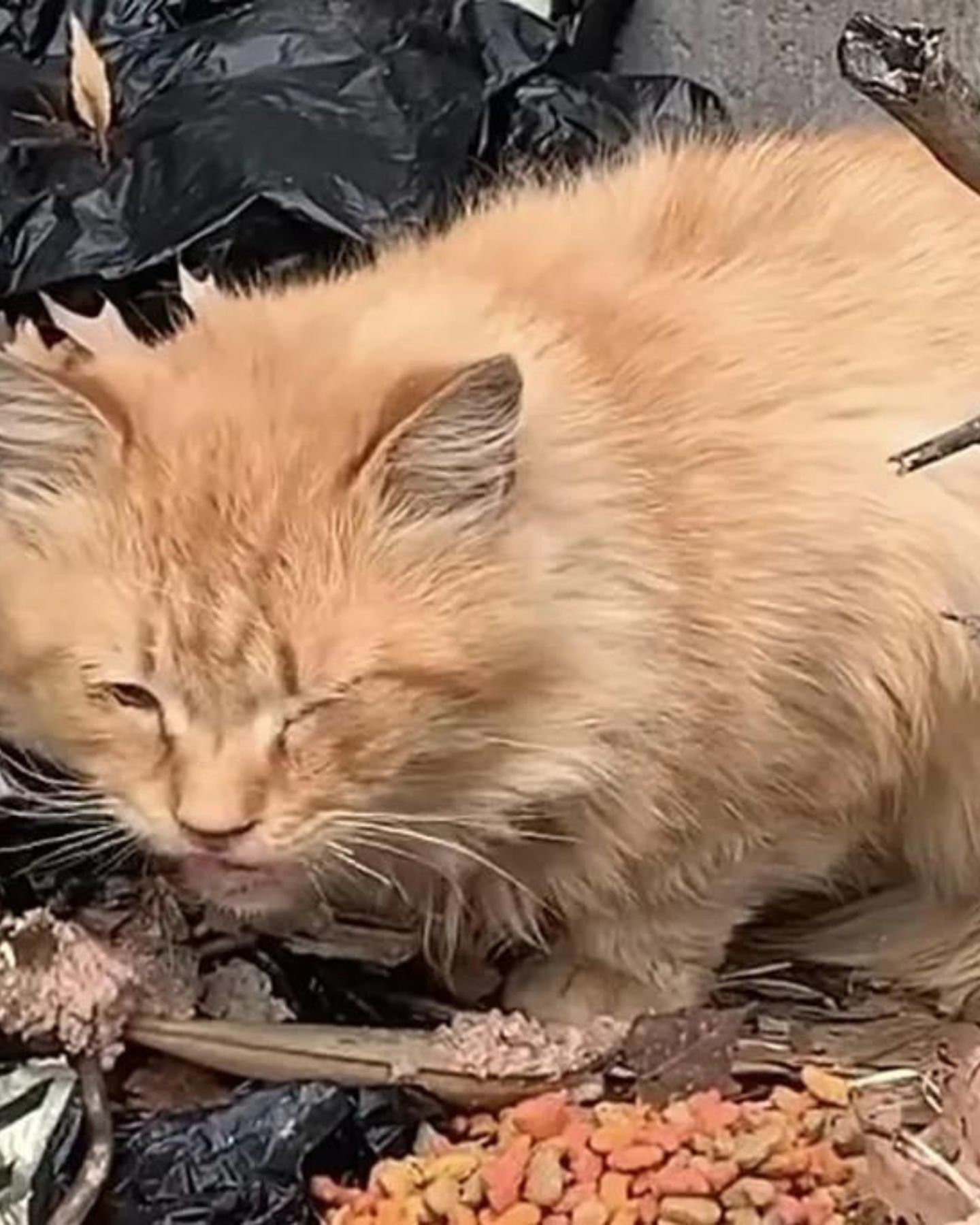 poor ginger cat