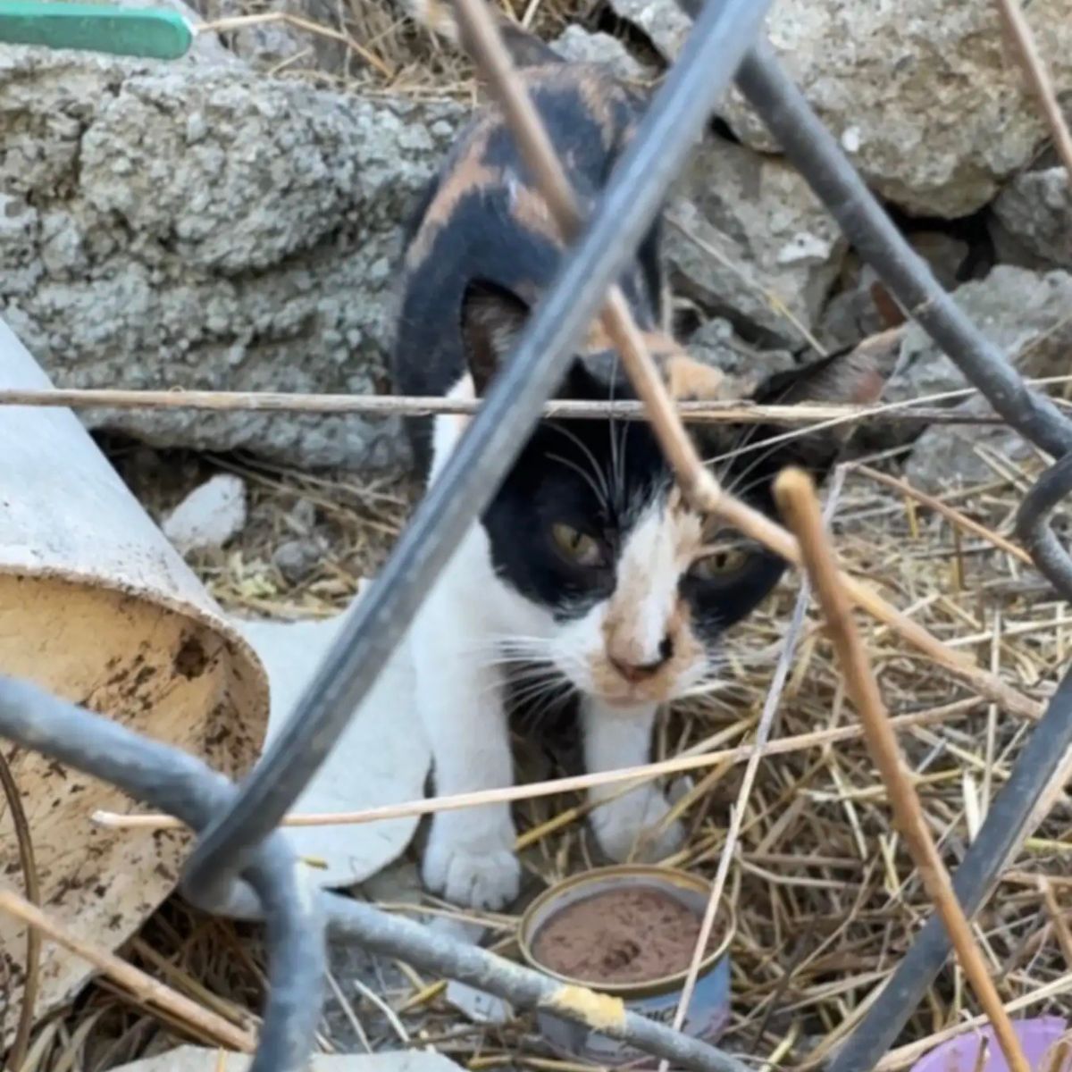 poor kitty eats from a can