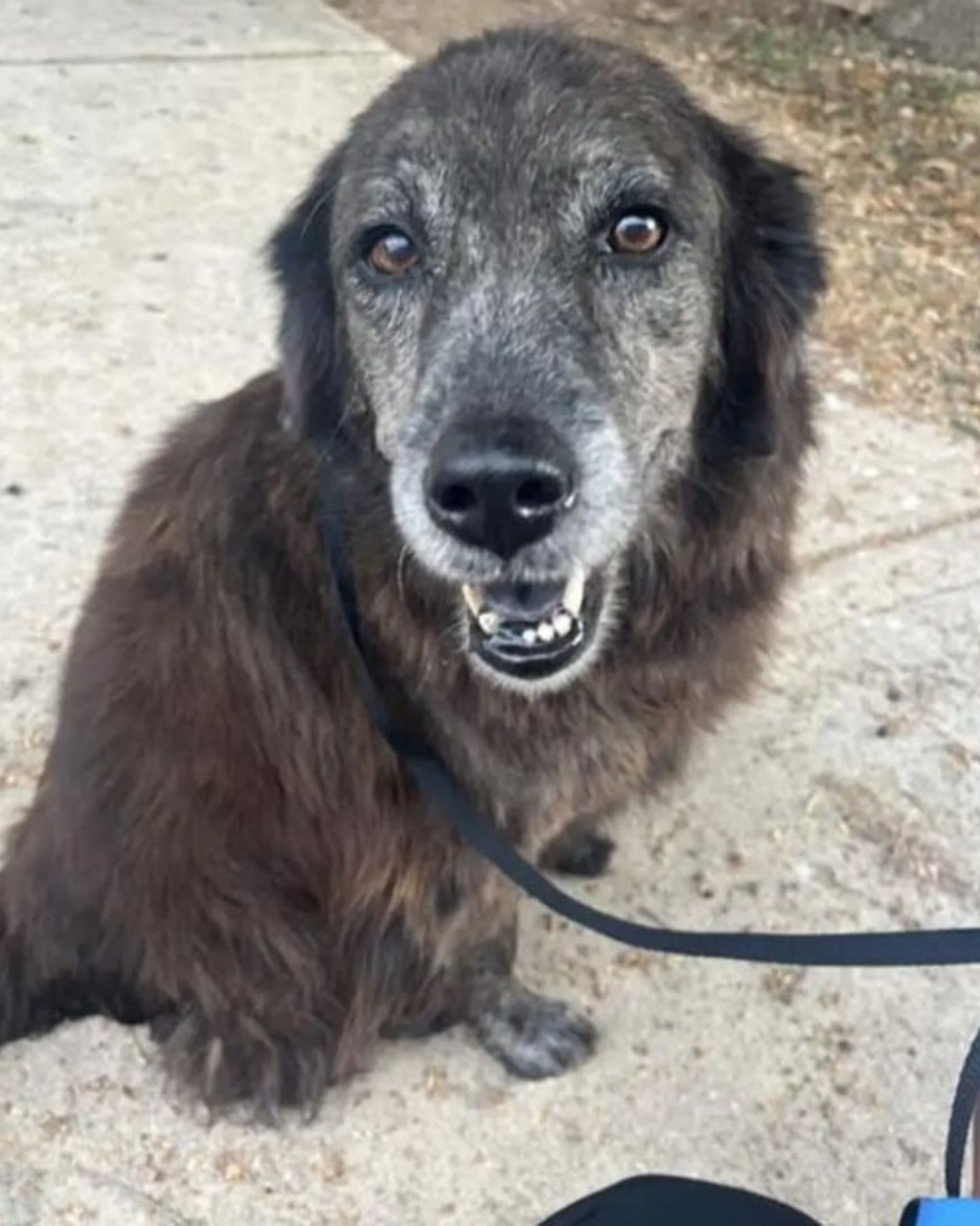 poor lost dog
