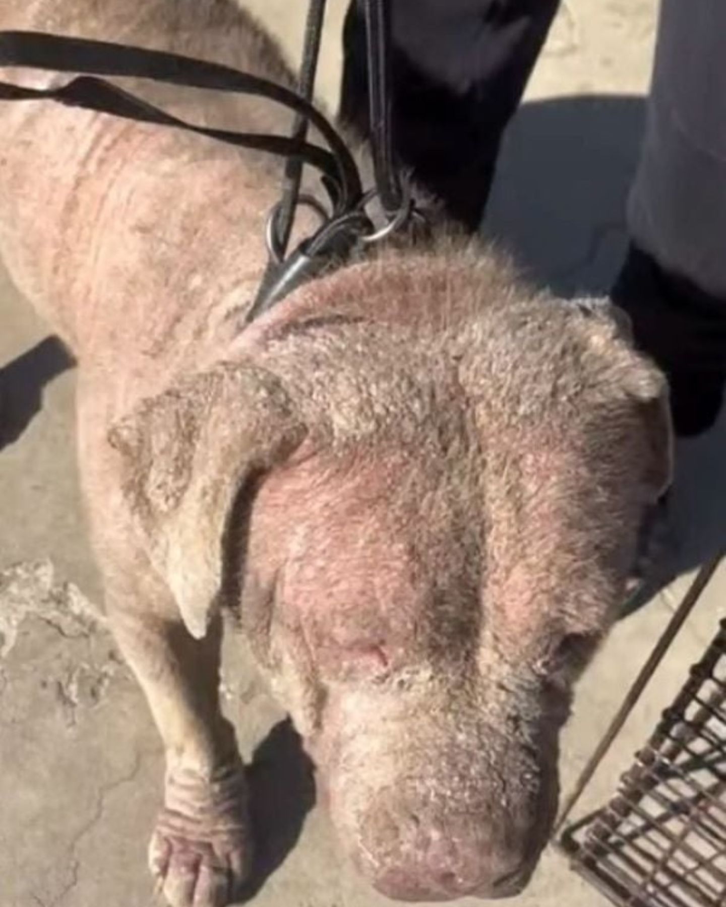 poor neglected dog