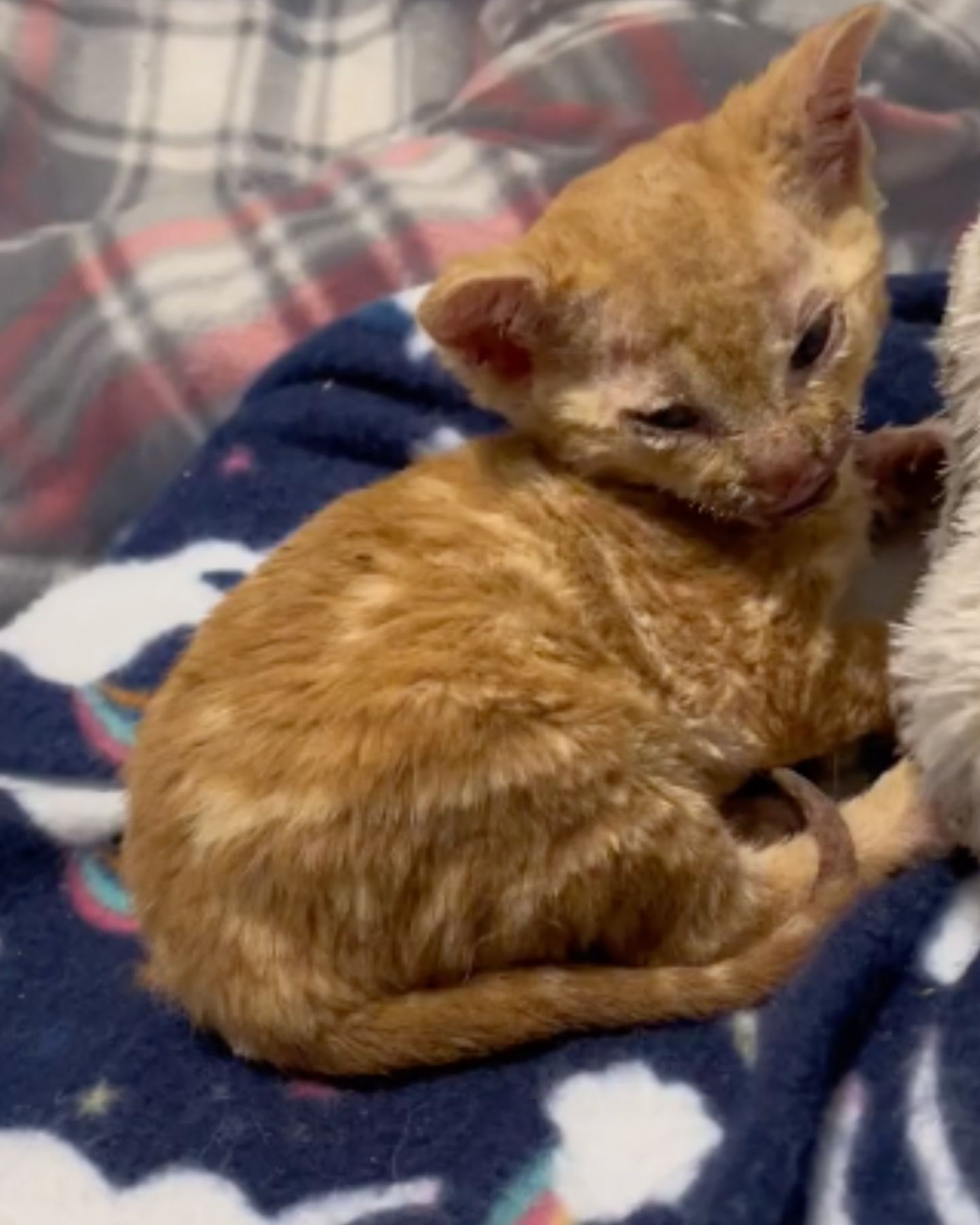 poor orange kitty