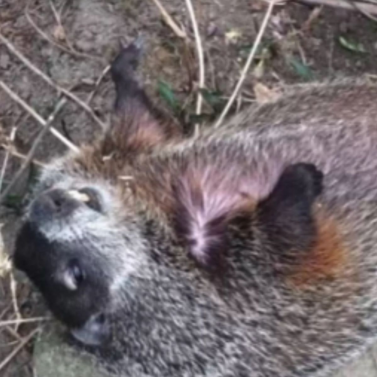 poor woodchuck
