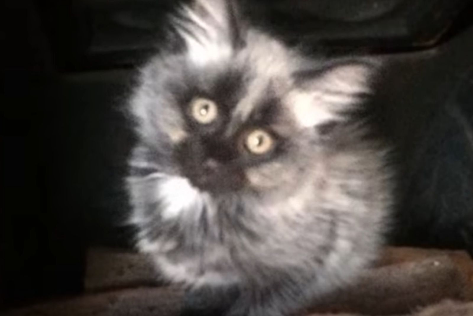 puffy long haired pussy