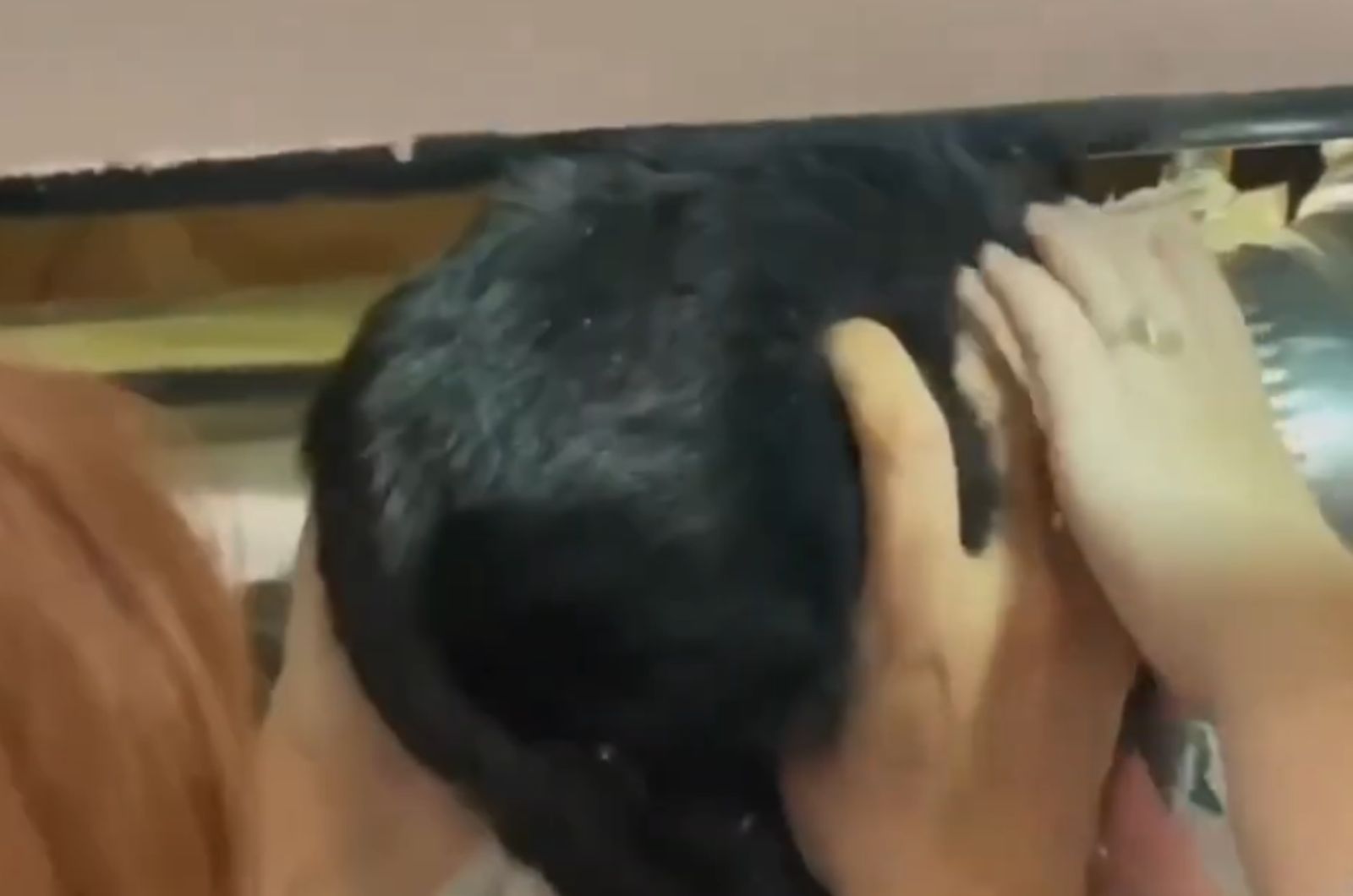 pulling the cat out of the vent