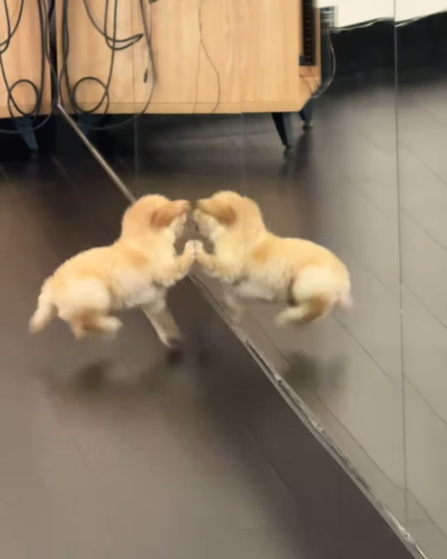 pup looking at himself in the mirror