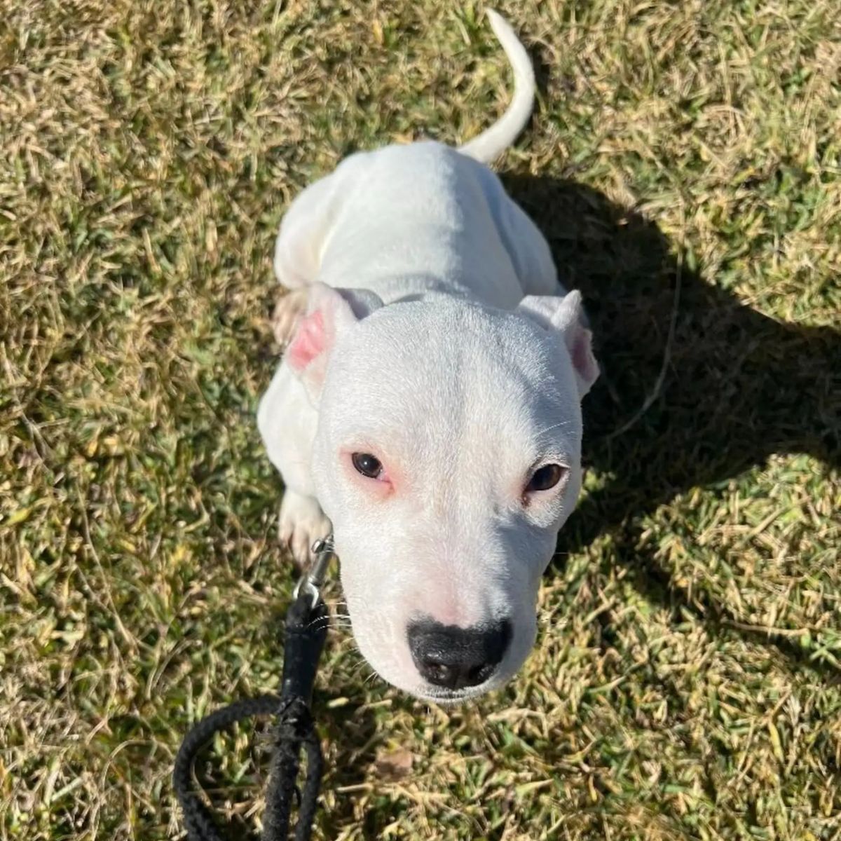 pup sitting on grass