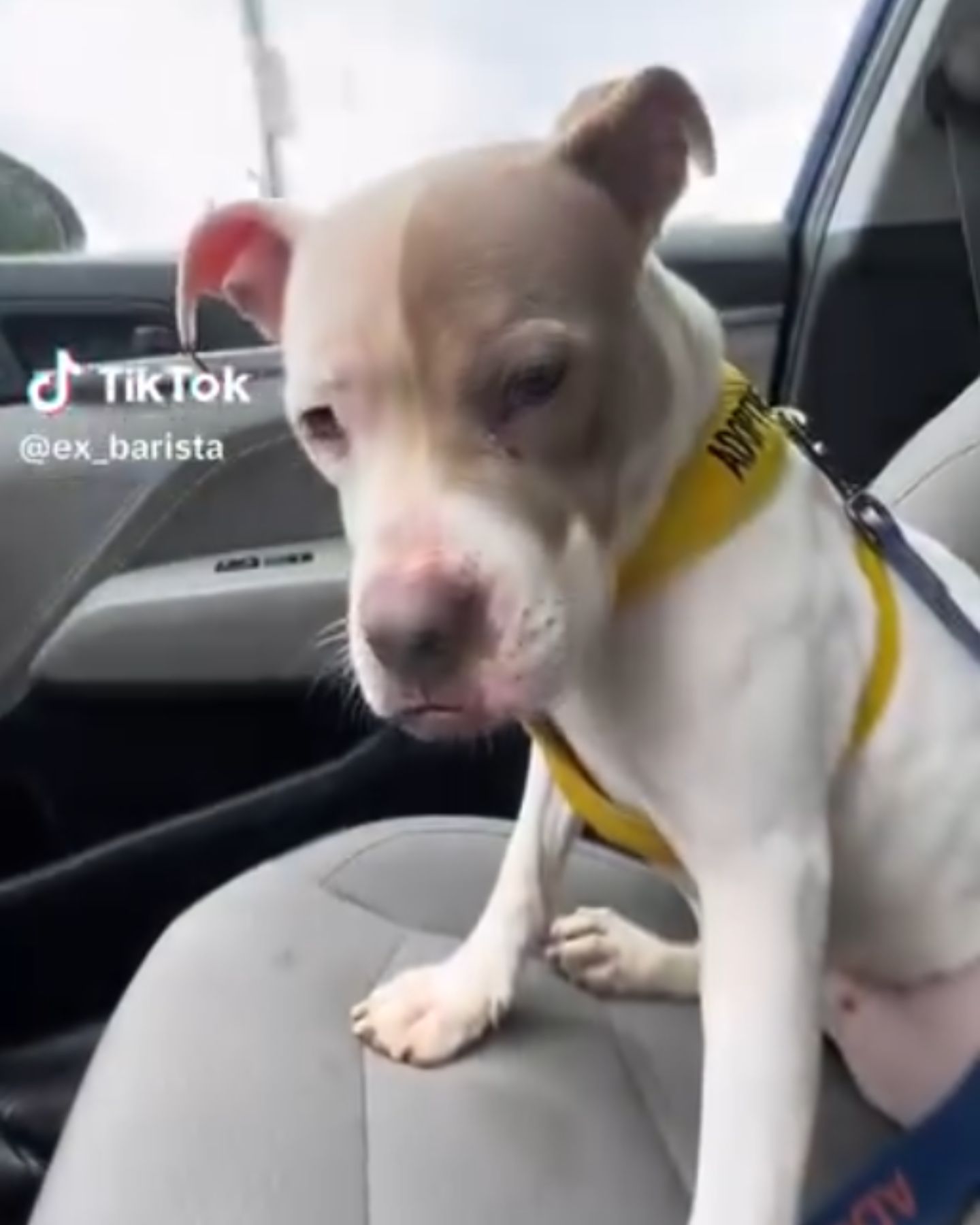 pup sitting on passengers seat
