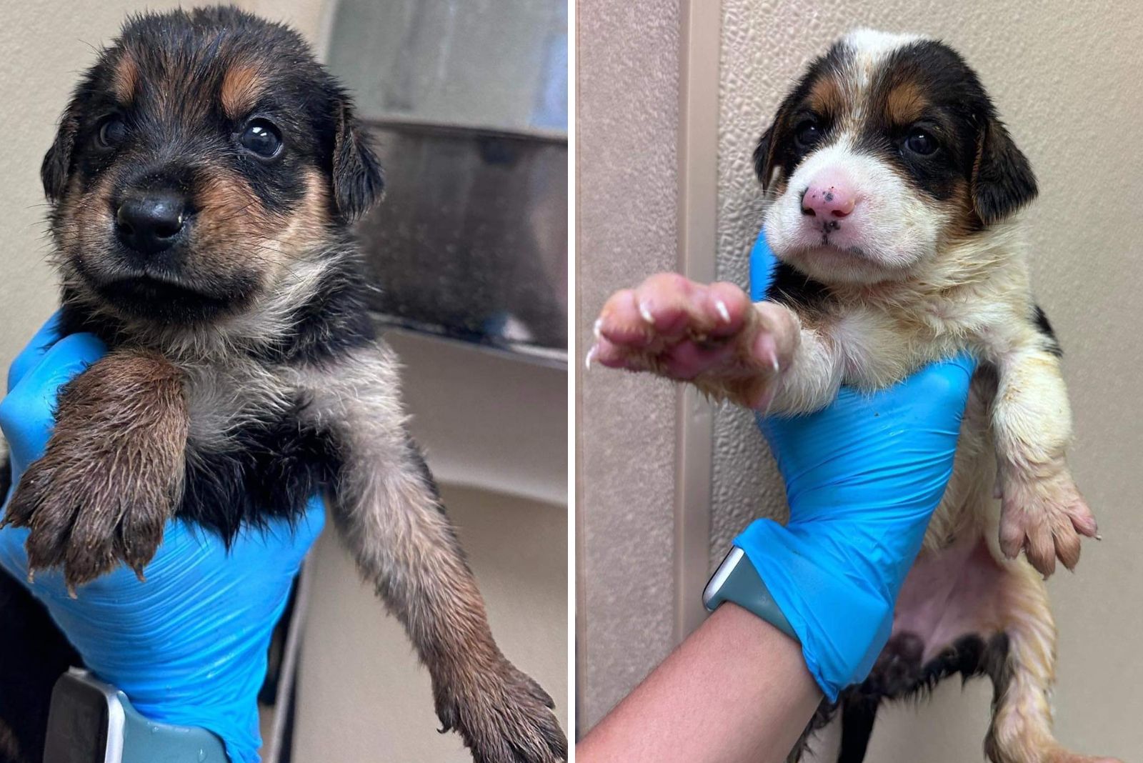 puppies held in hand