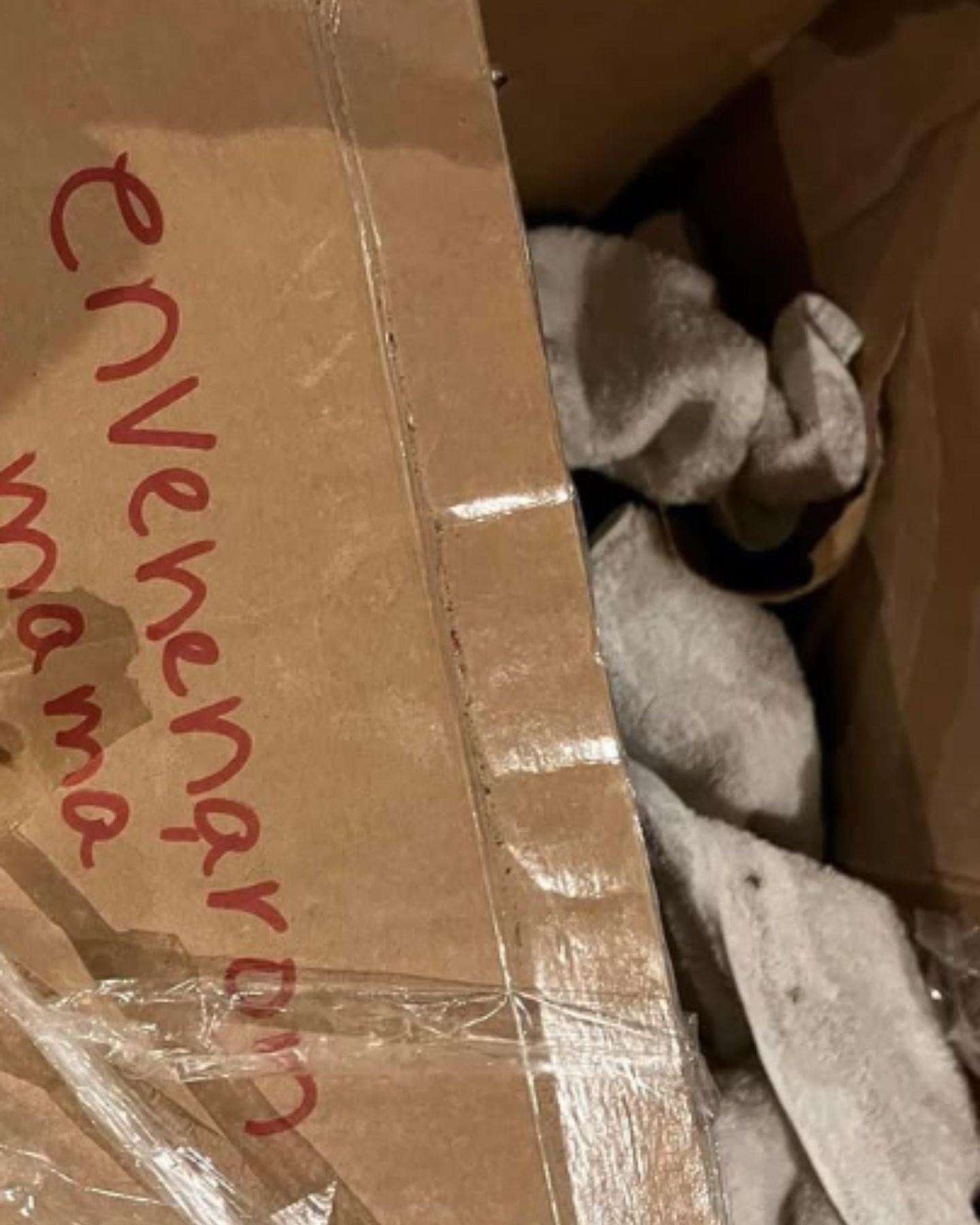 puppies in a box