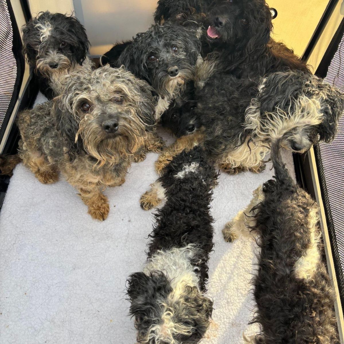 puppies in carrier
