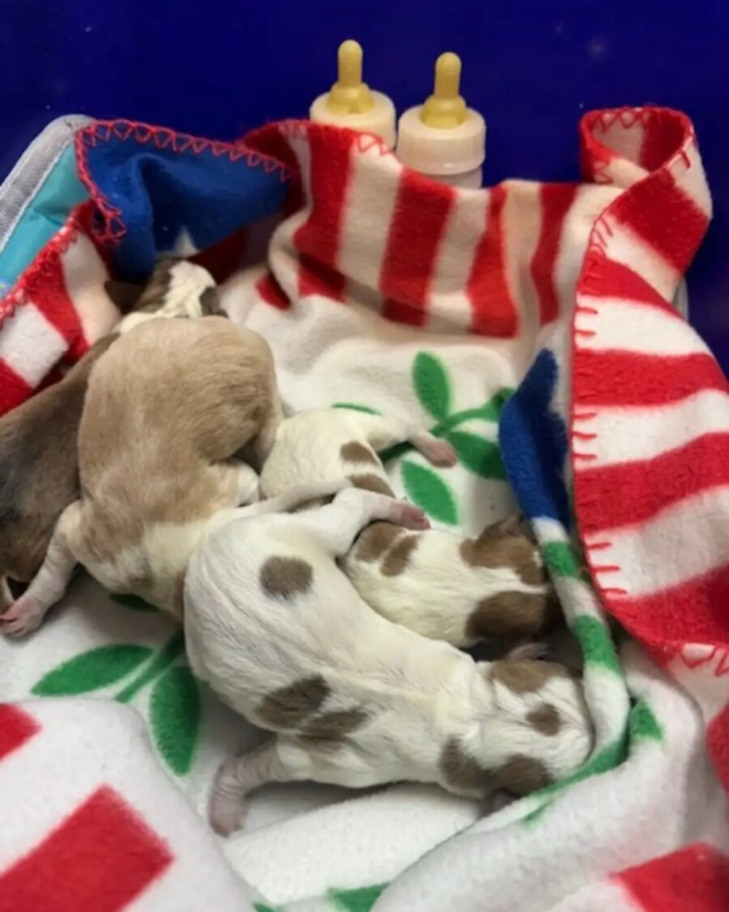 puppies lying on a blanket