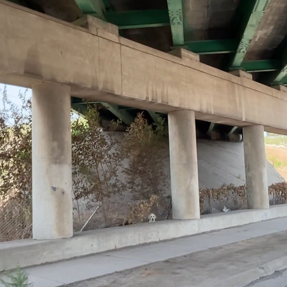puppy hiding on busy highway