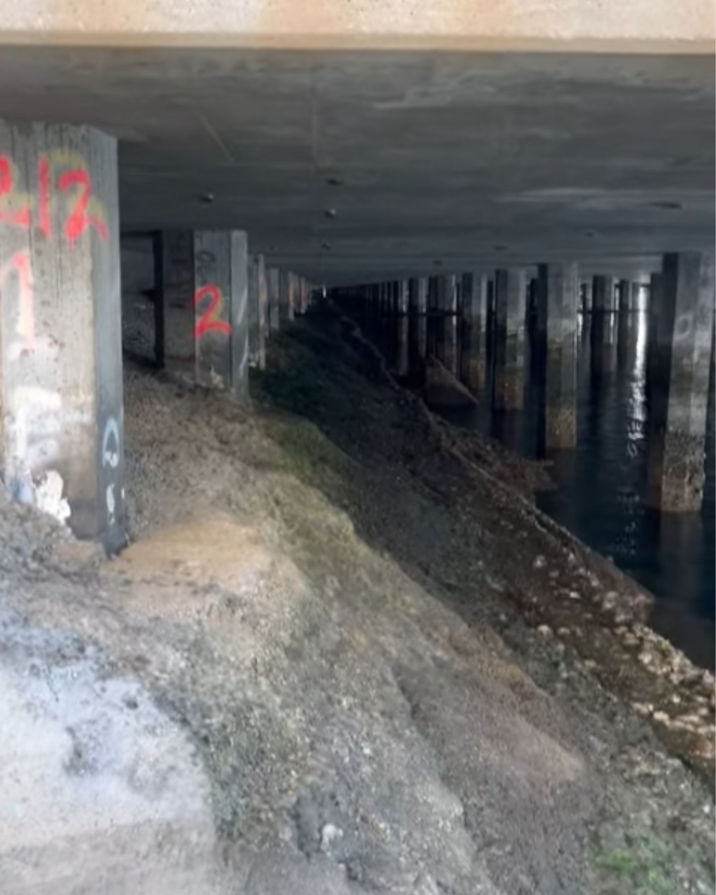 puppy hiding under bridge