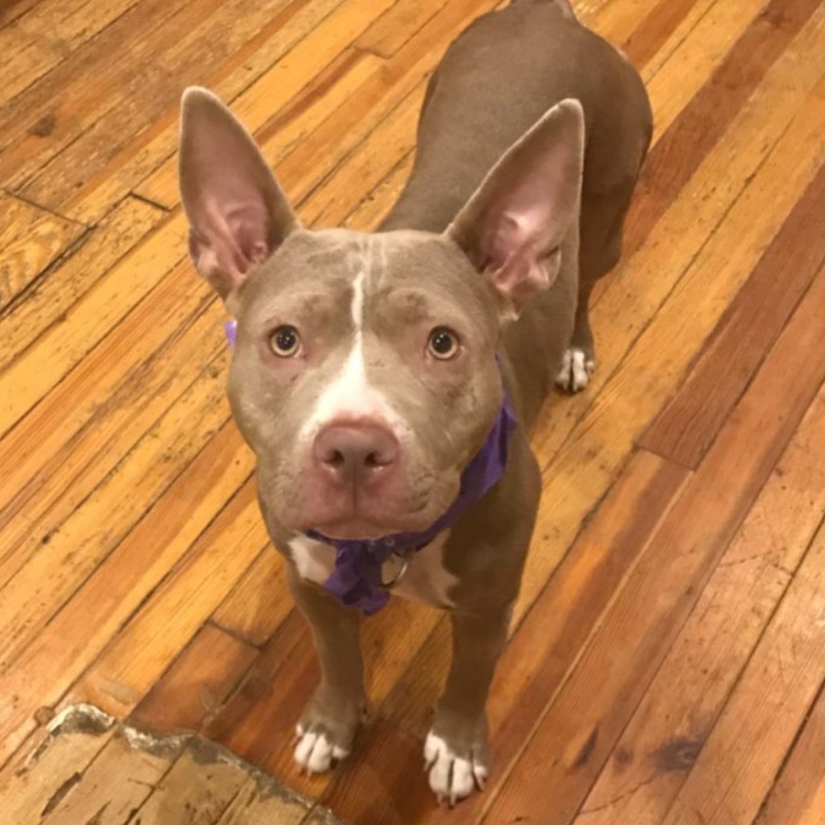 puppy looking at the camera