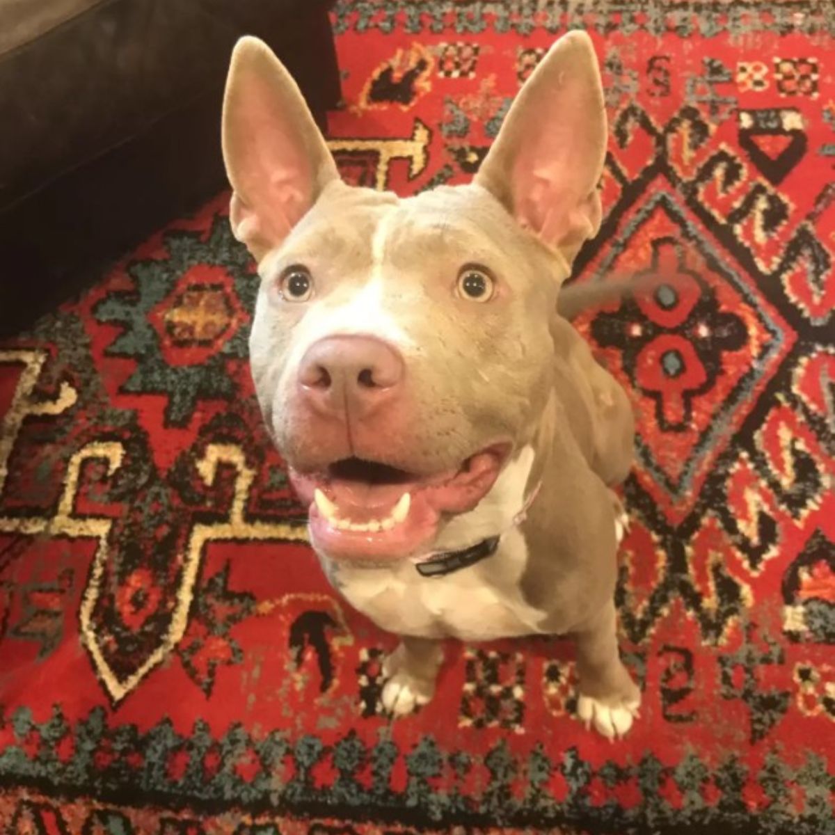 puppy sitting and looking up