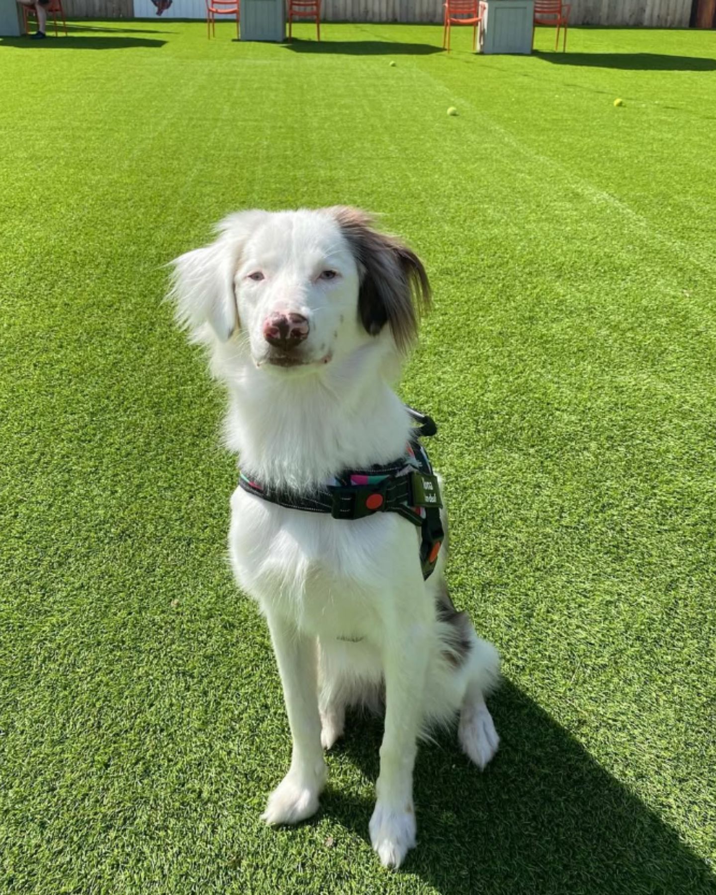 puppy sitting on green grass