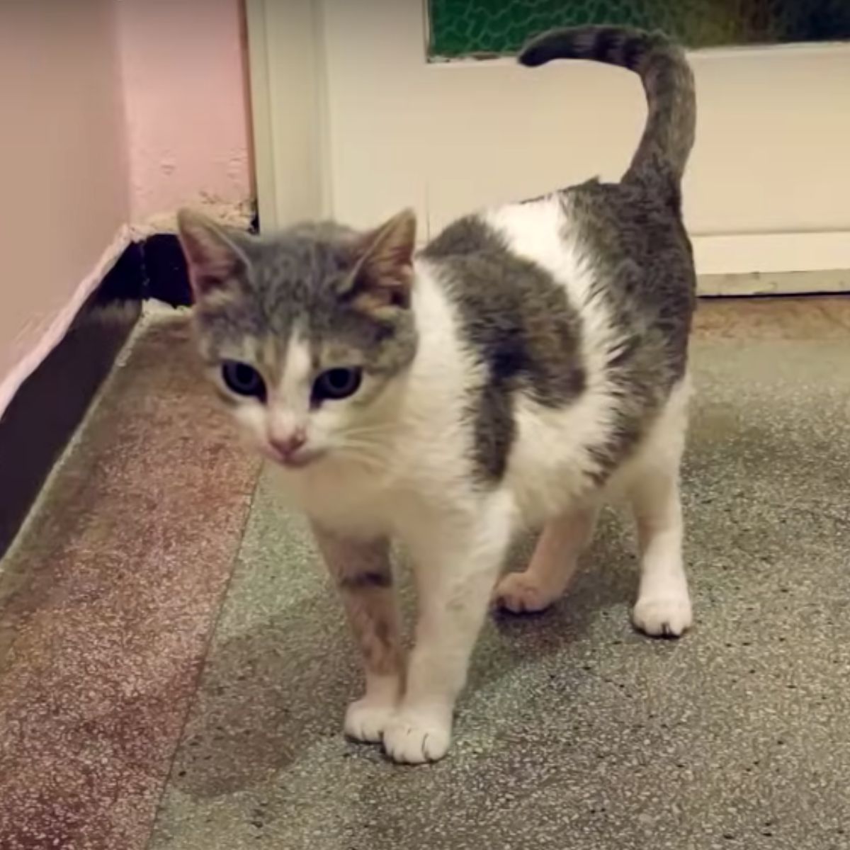 recovered cat