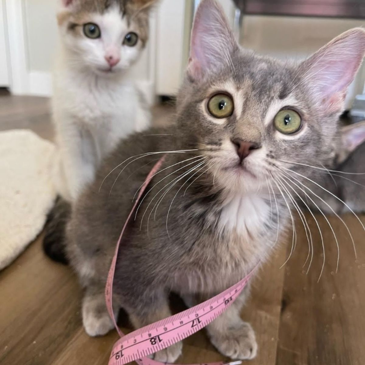 recovered gray kitten with another cat