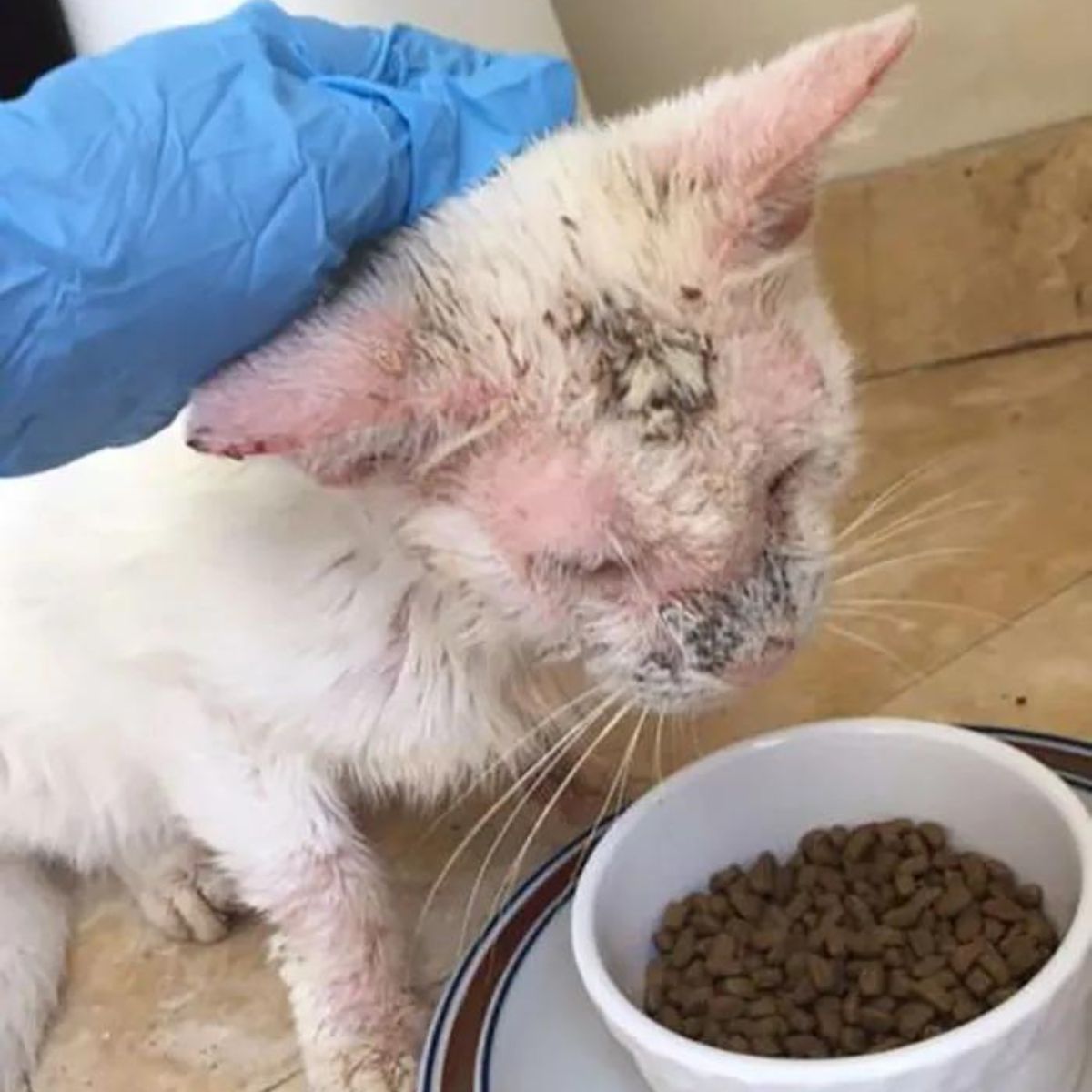 recovering cat eating