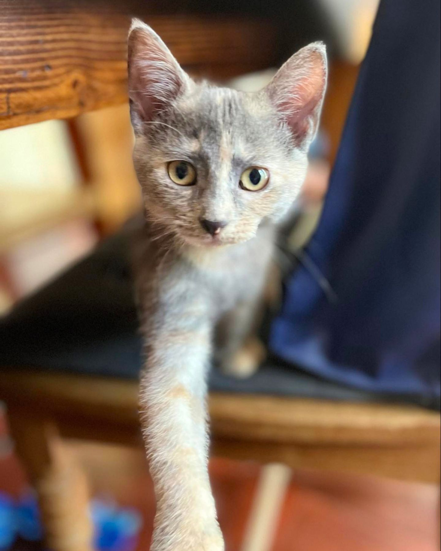 rescue kitten