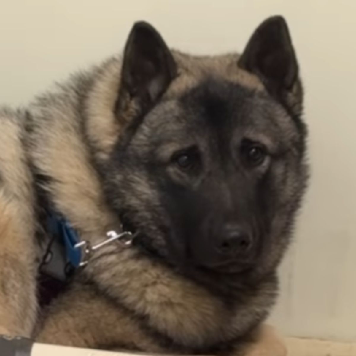 rescue pup