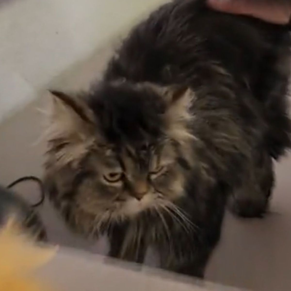 rescued cat
