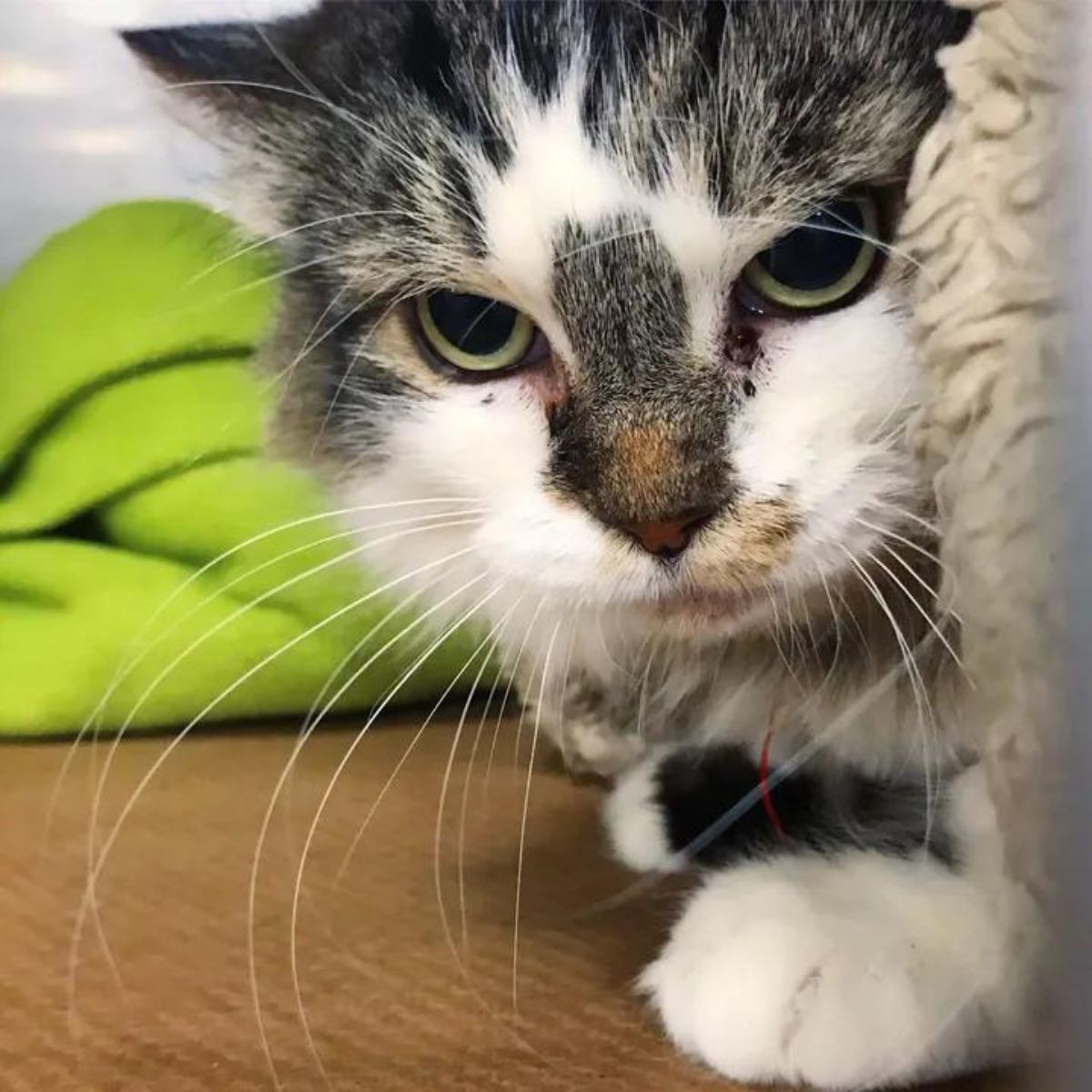 rescued cat