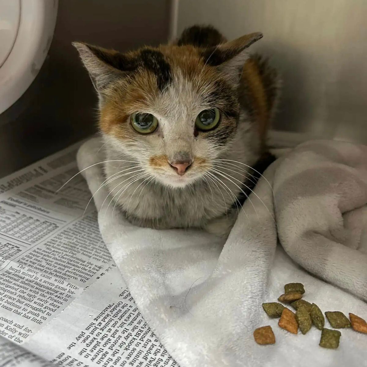 rescued cat